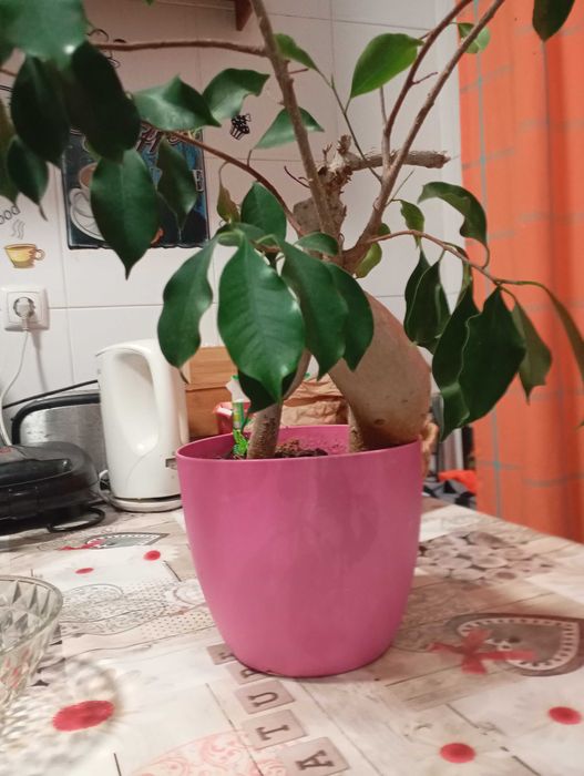Bonsai em vaso planta