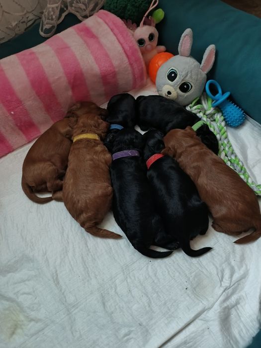 Yorkipoo - mix Pudel Toy i York odbiór grudzień!