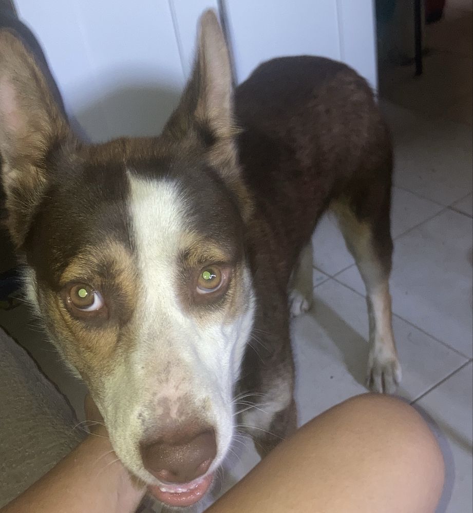Menina para adoçao