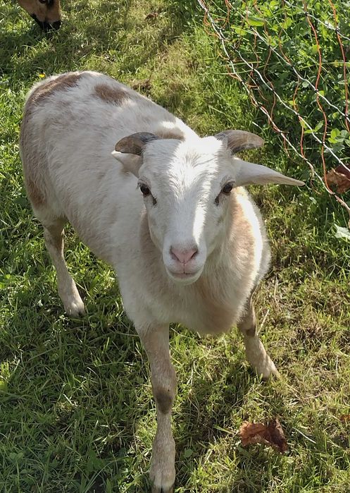 Baranek Kamerun, Nolan, Barbados - mieszaniec