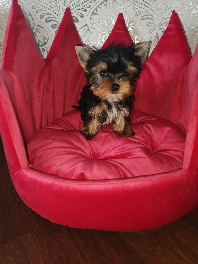 Mini Yorkshire terrier york jork Rodowód chip wyprawka paszport