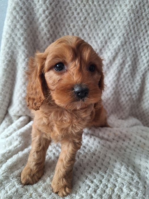 Cavapoo-pudel/cavalier
