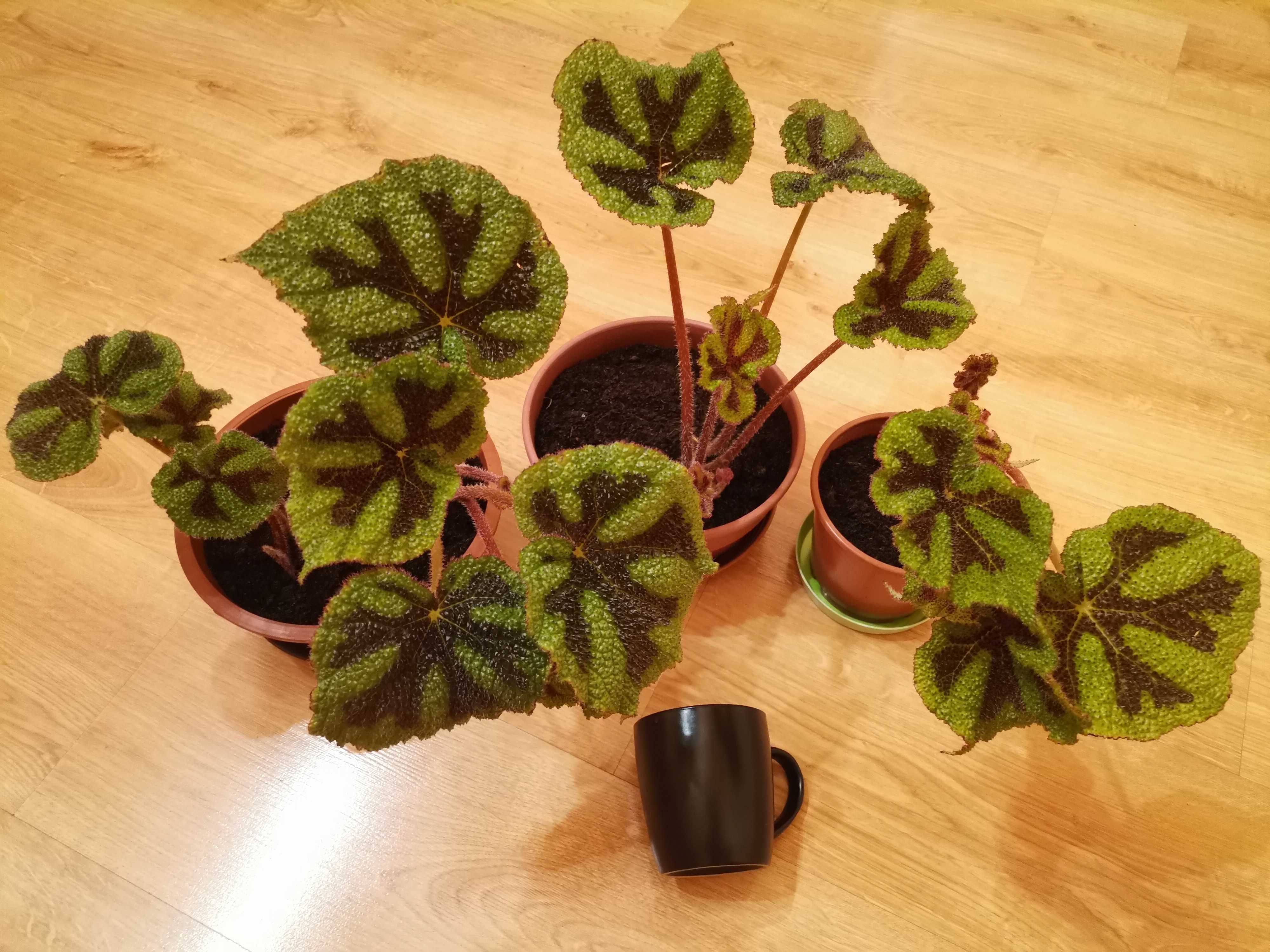 Begonia Iron Cross