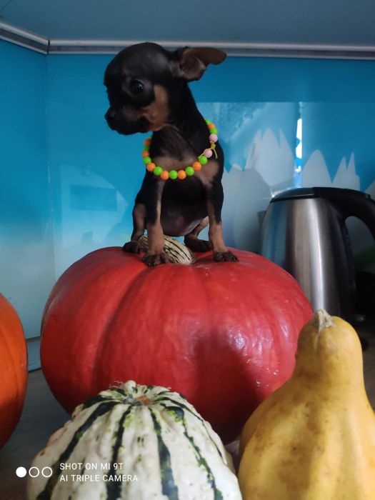 Piczerek miniaturowy ratlerek z legowiskiem I wyprawką 2xszczepienia