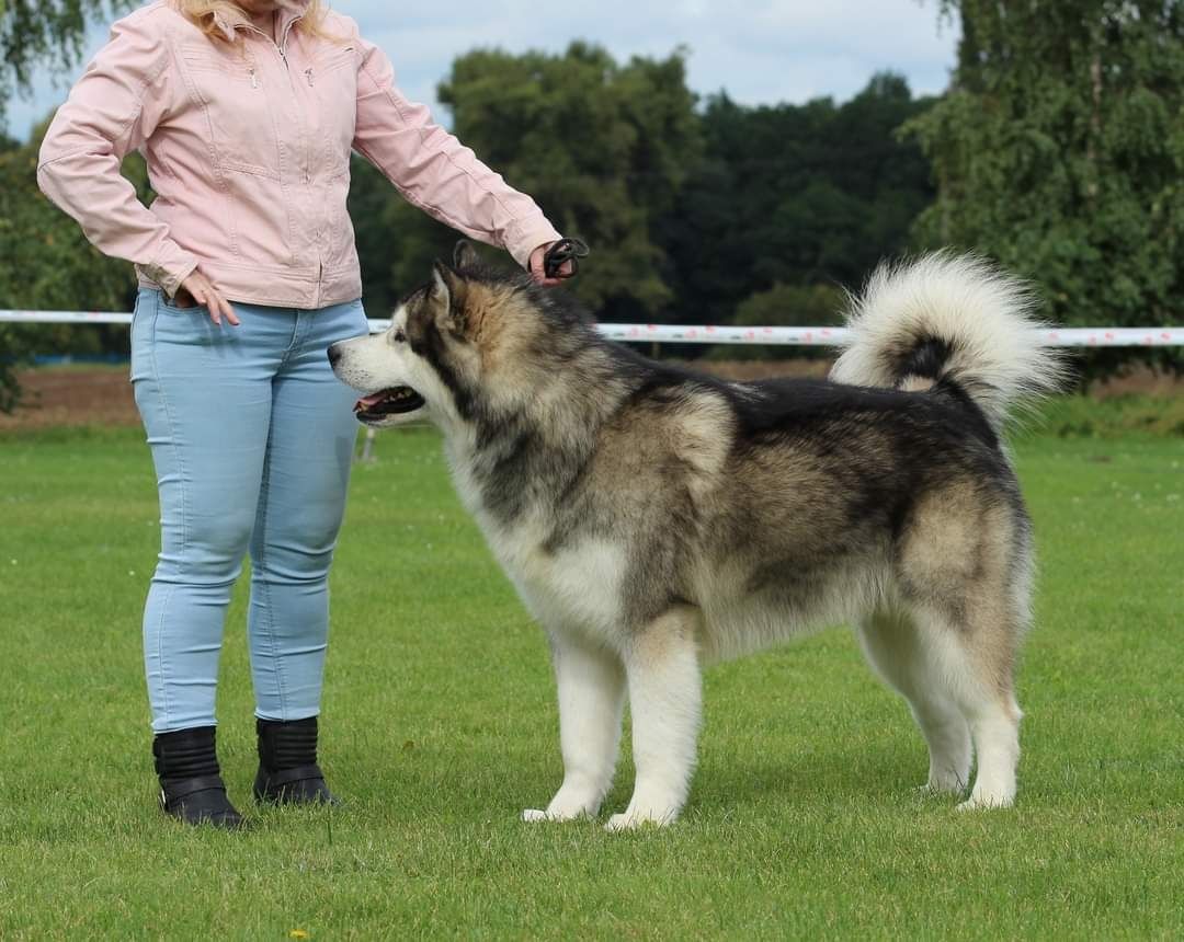 Alaskan Malamute odbiór listopad 2025