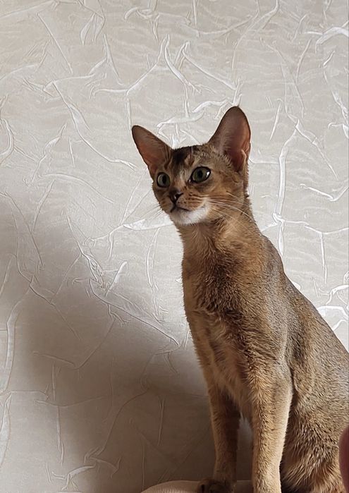 Продам абиссинец кошка