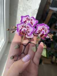Домашня орхідея метелик