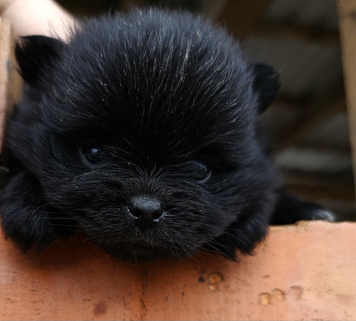 Piękna sunia szpic miniaturowy pomeranian