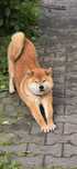 Shiba Inu adopcja