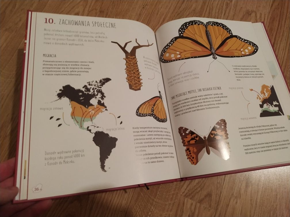 Książka Świat Motyli