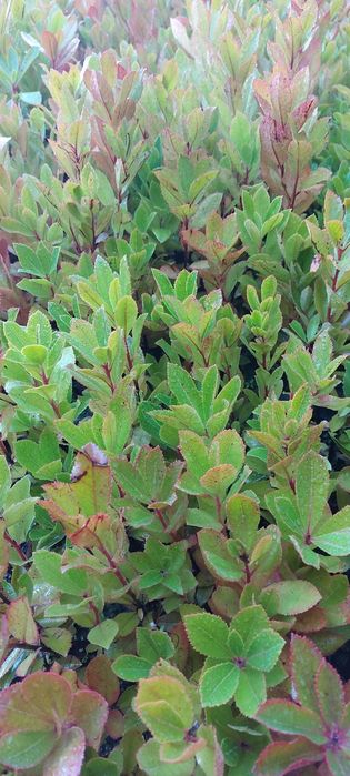 Medronheiros 2€ Unidade! ULTIMOS!