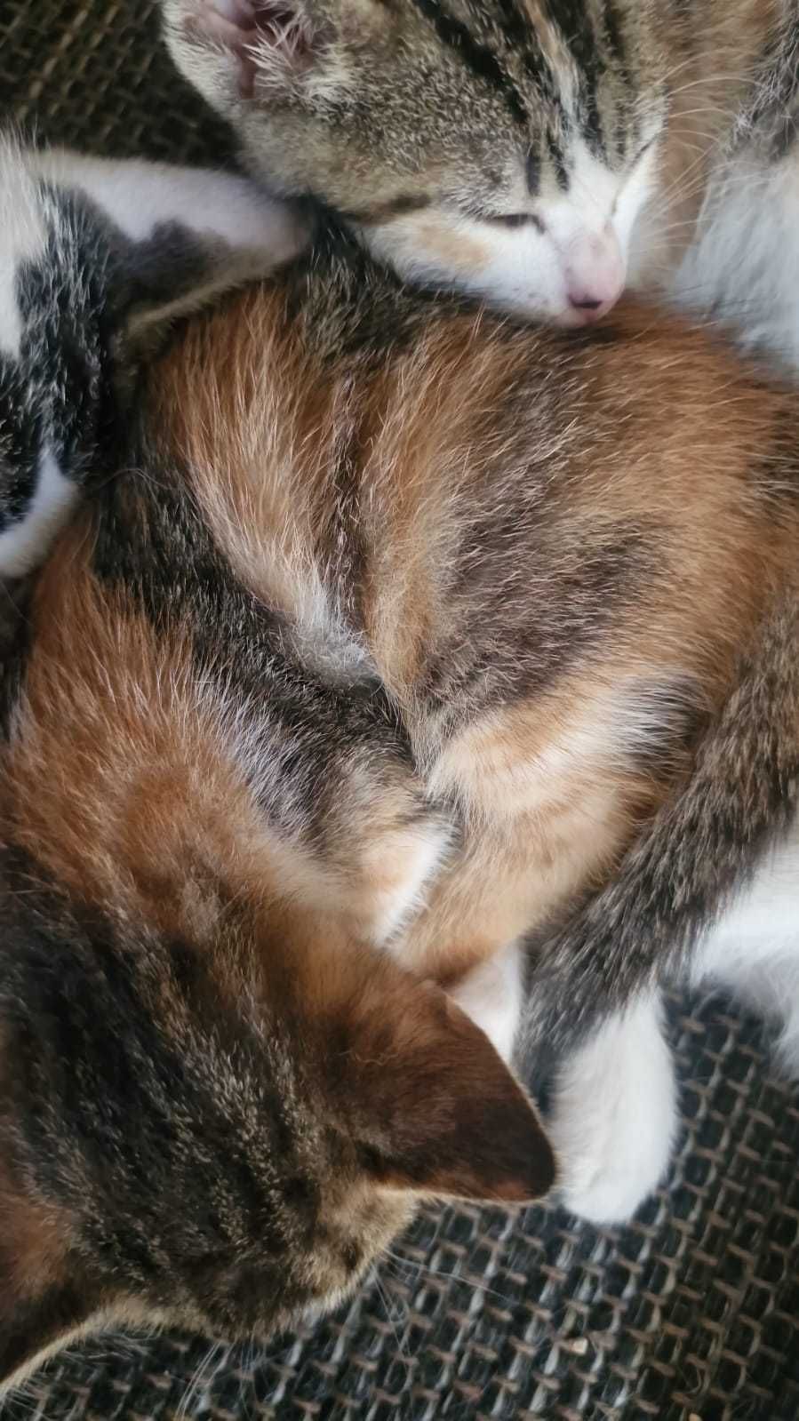 Gatinhos com 6 semanas