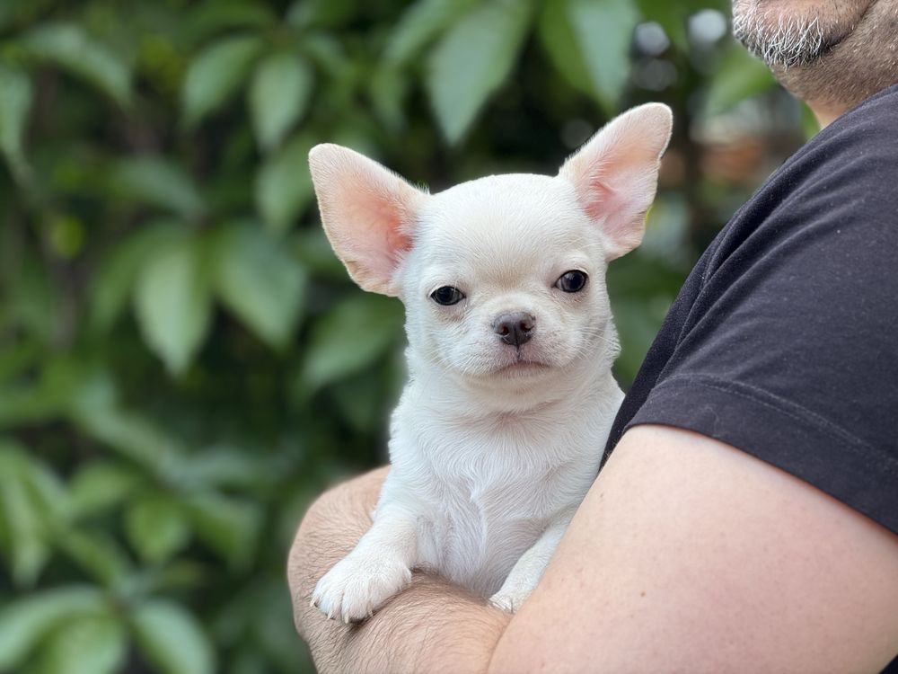 Clark Piesek chihuahua - ZKwP FCI