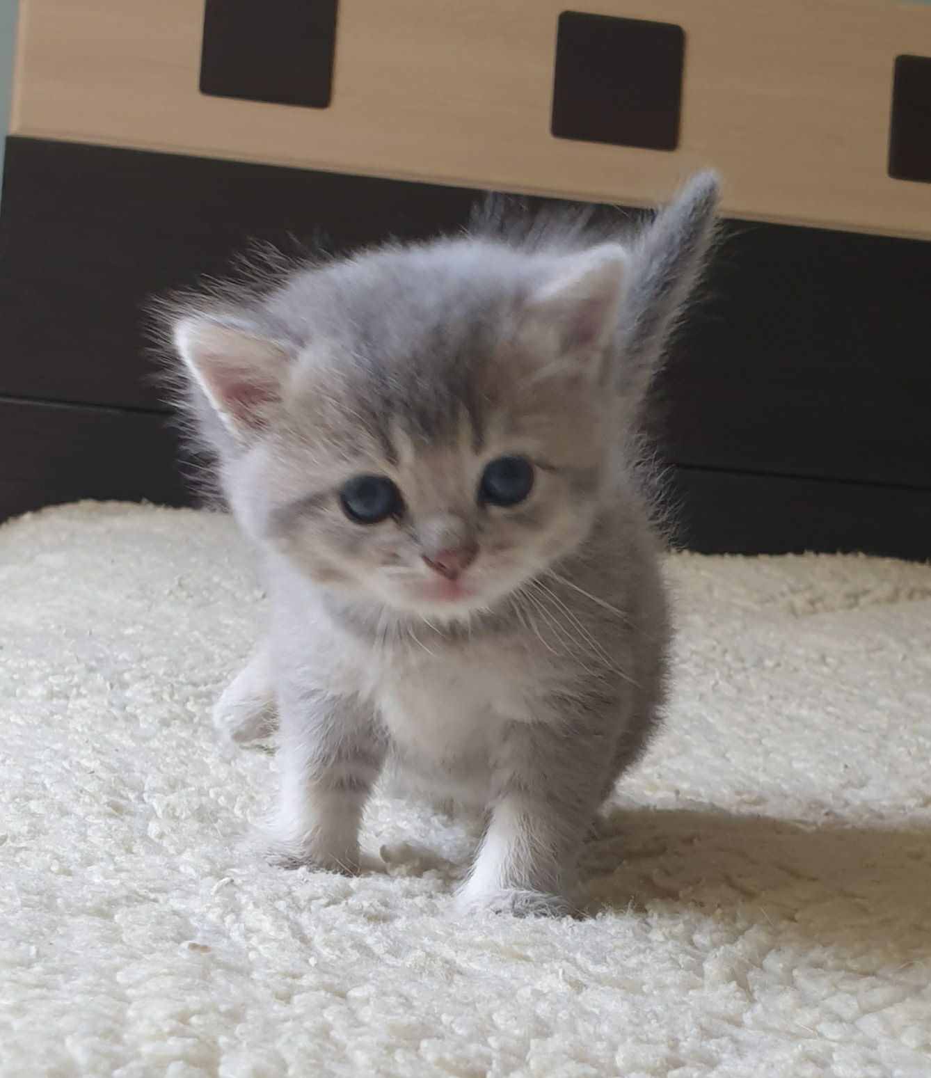 Британские котята