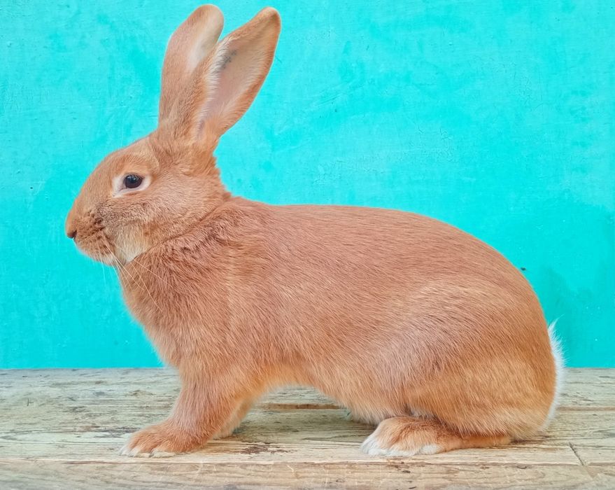Кролики породи бургундія.