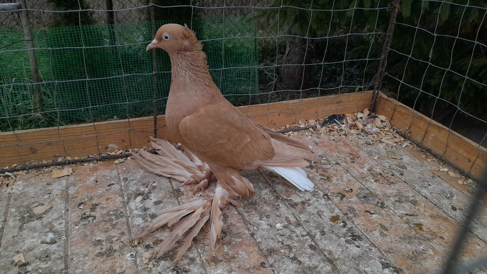 Wyszwanc żółty - gołębie ozdobne