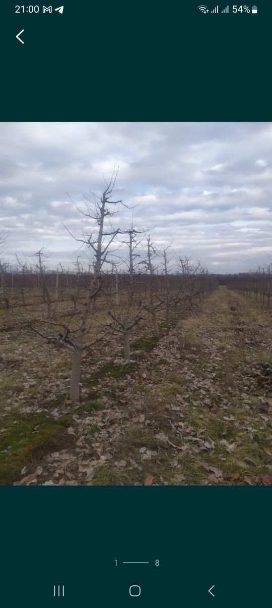 Обрізка дерев вінниця