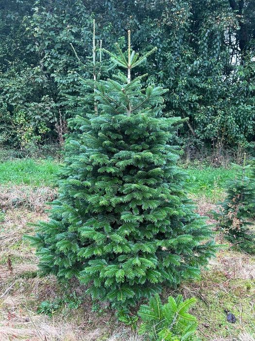 JODLA KAUKASKA !!! Jodła  !!! 200 - 280 CM! Choinki ! Piękne!