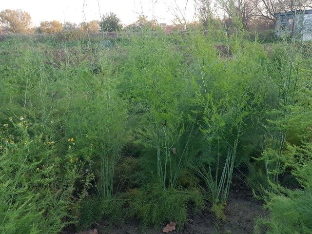 Duże sadzonki szparag