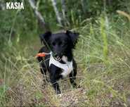 Jamnik długowłosy mix, sunia, 1, 5 roczna adopcja za darmo oddam