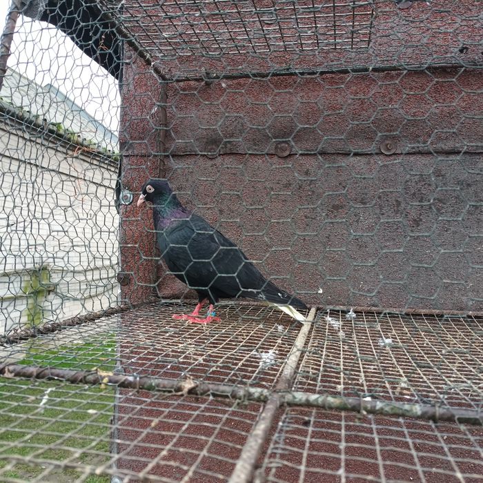 Sprzedam gołębie jasne i pocztowe