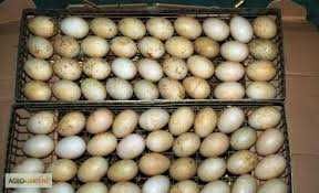 яйце для інкубації куряче, качине, гусине, індиче