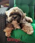 ShihTzu piesek Gringo