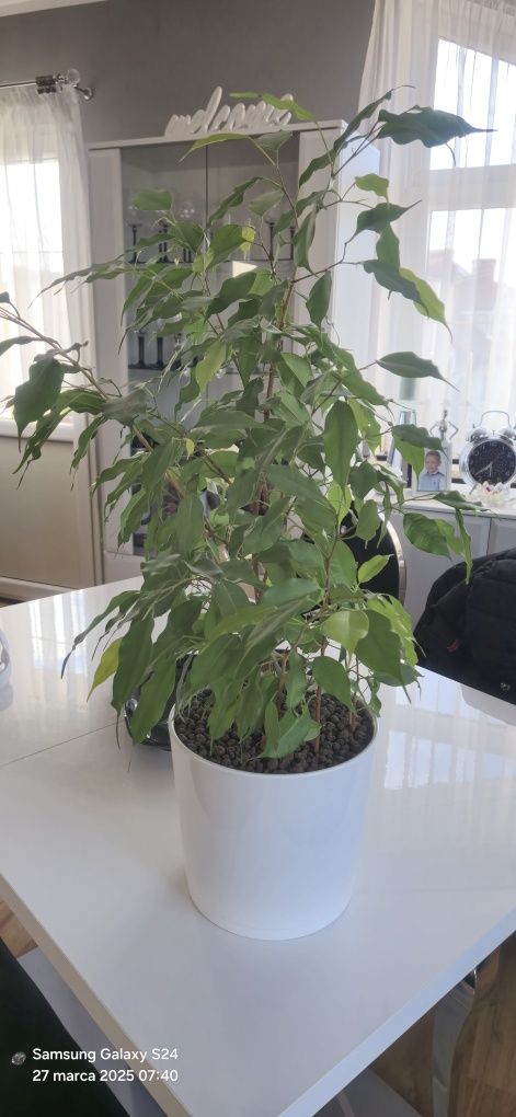Figowiec Benjamina