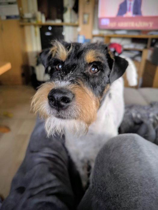 Parson Russell Terrier