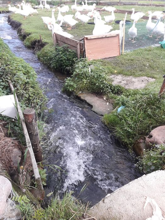 Gesina ,howane na wolnym wybiegu