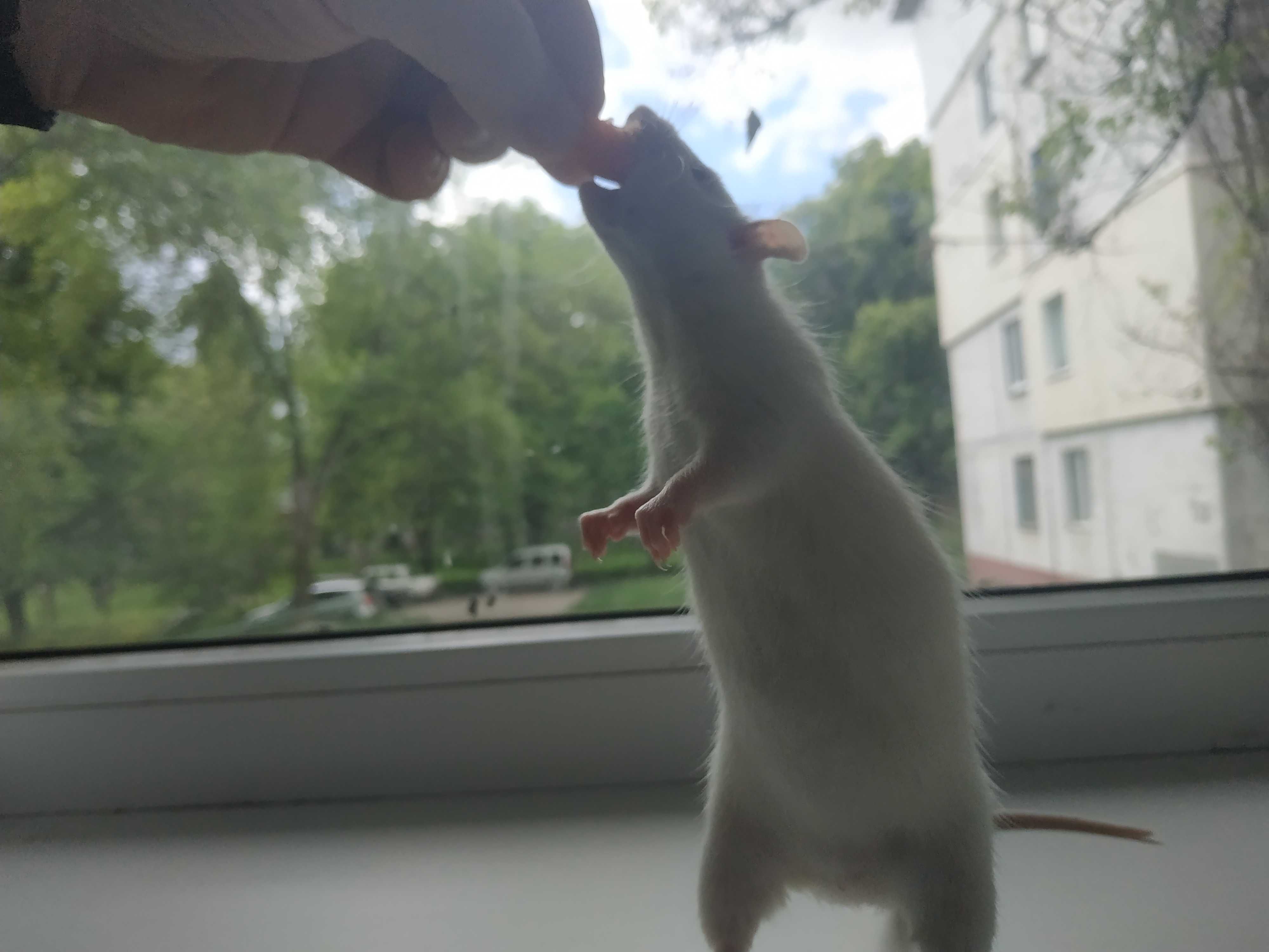 Крысы альбиносы/ щури альбіноси