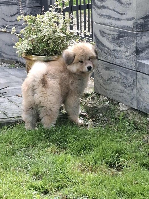 Akita Inu szczeniak