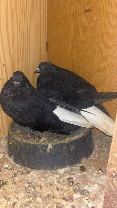 sprzedam golebie szaryki