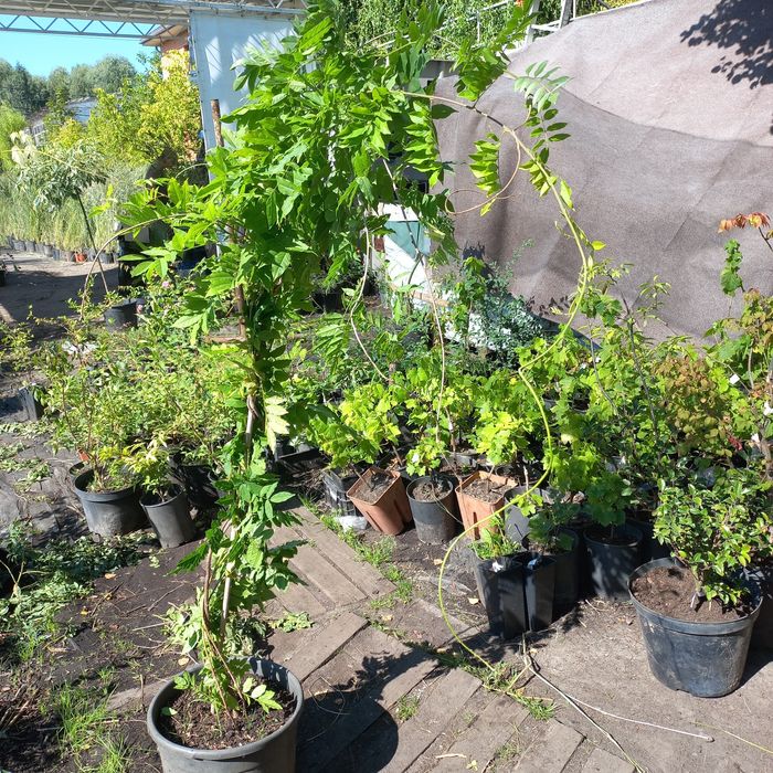 Продам Глицинию (Вистерия) 3 лет, в контейнере распродажа