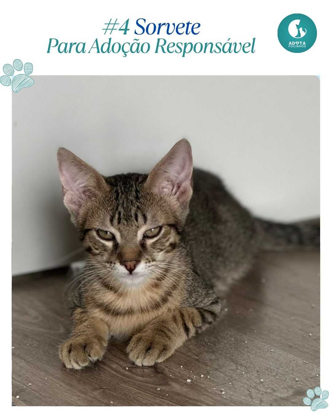 Bebé SORVETE - para adoção responsável