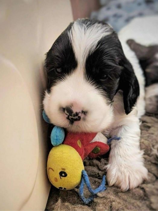 Cocker spaniel angielski ZKwP/FCI