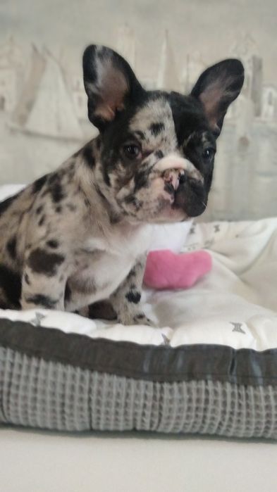 Шикарная красуня девчуля