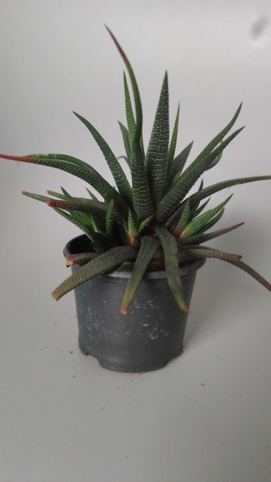 Хавортія рослина безкоштовно