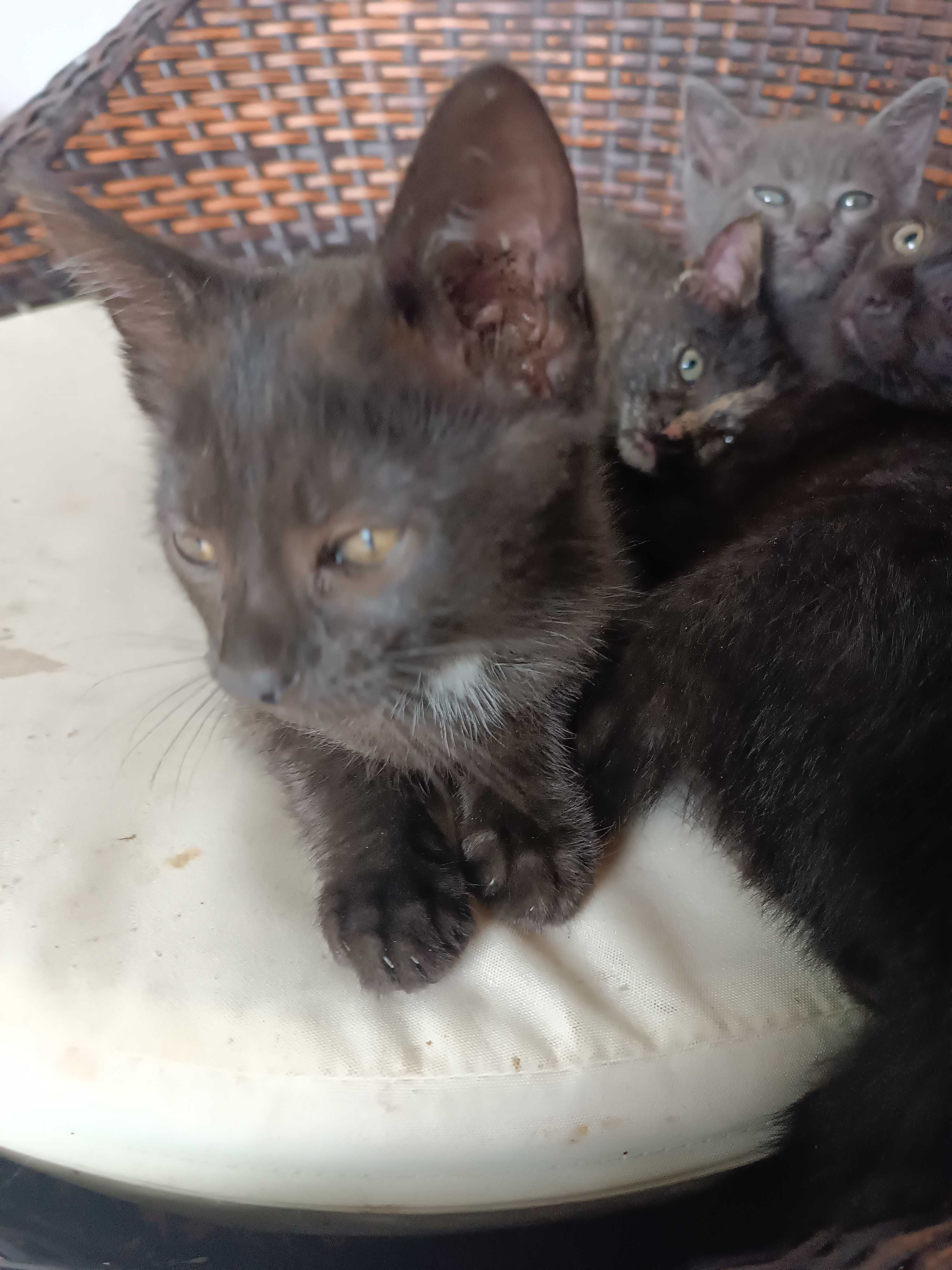 Dá se gatinhos bebés