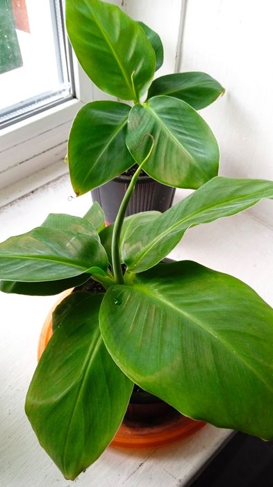 Банан кімнатний карликовий