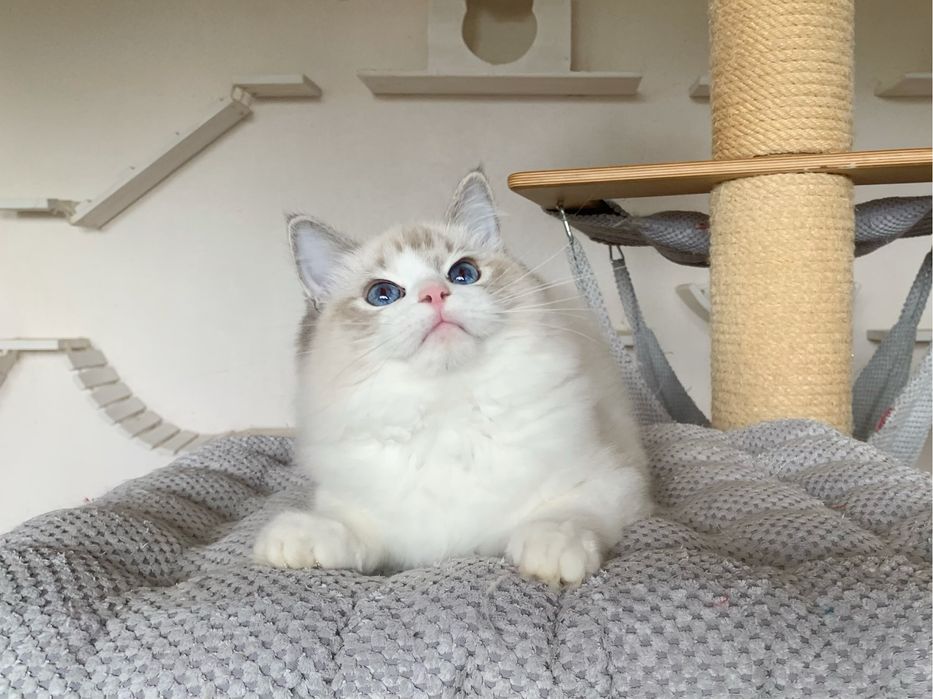 Kochany kocurek Ragdoll TEO z rodowodem FIFE