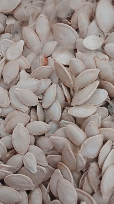 Насіння кабачків Кабачкове насіння Семена кабачков урожай 2024