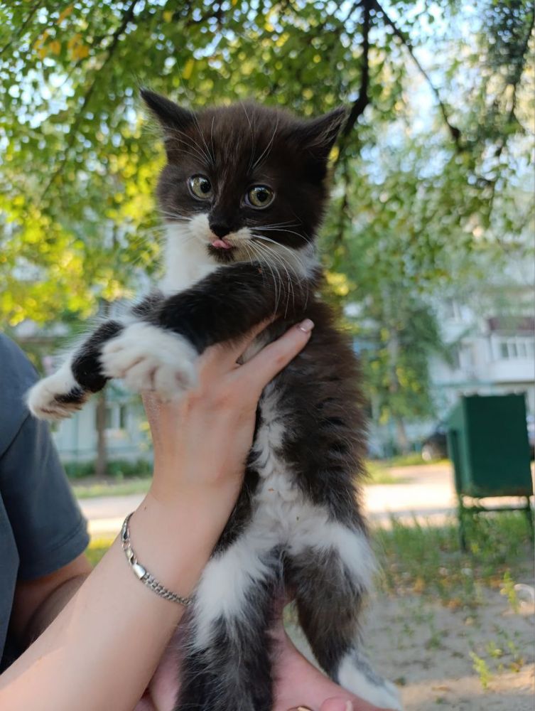 Кошенята шукають дім
