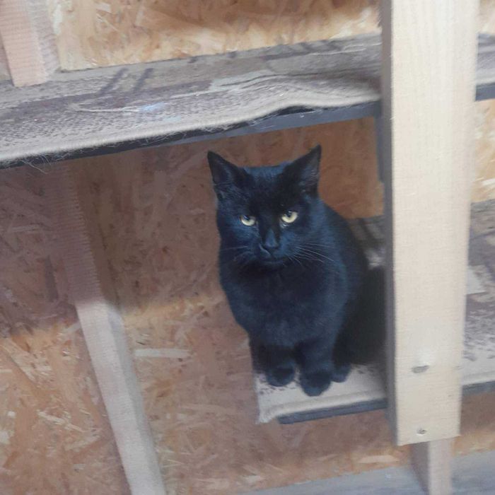 Dostojny kocurek prosi o dom