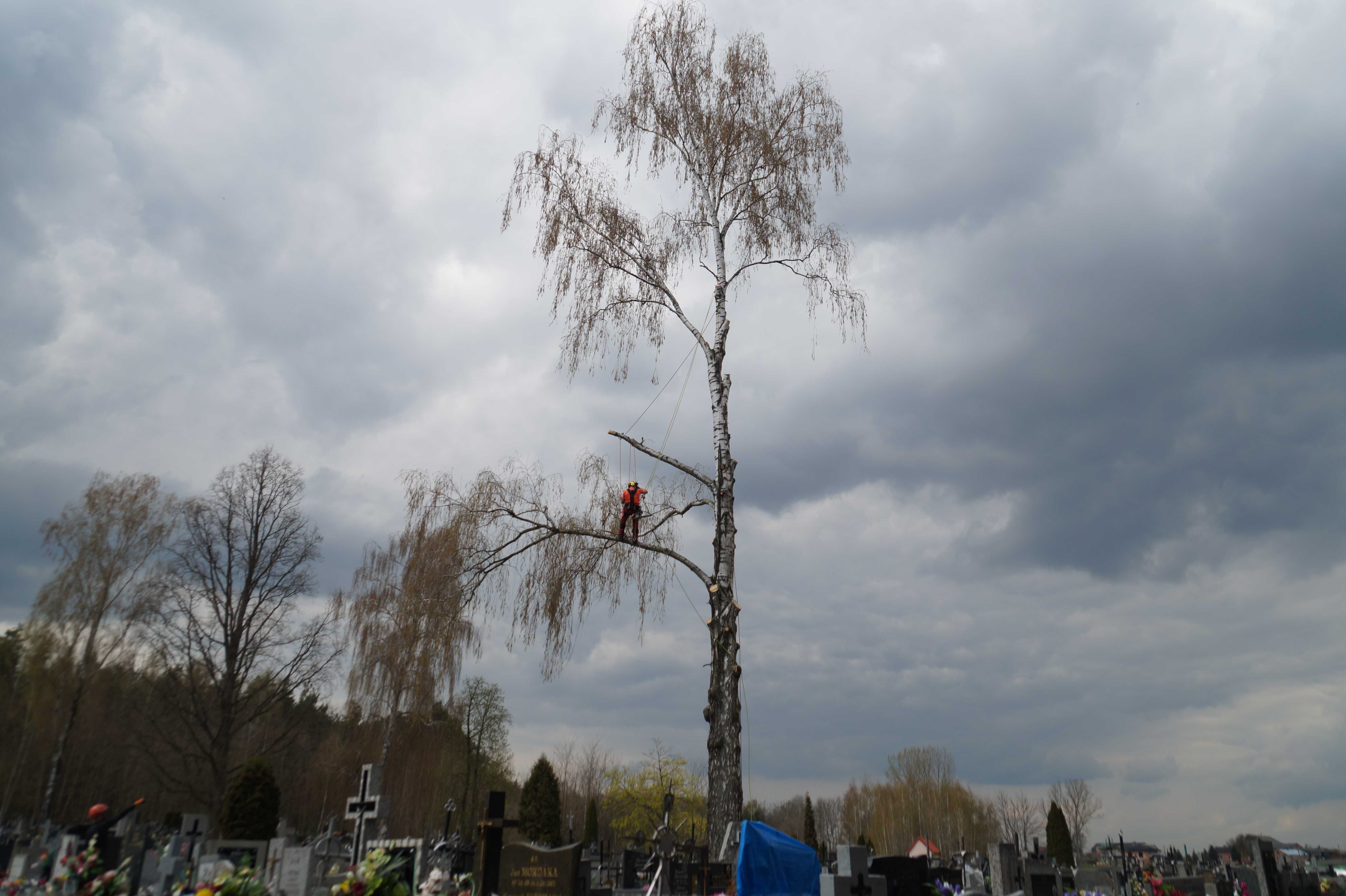 Wycinka, pielęgnacja drzew, usuwanie gałęzi, alpinistyczne,podnośnik