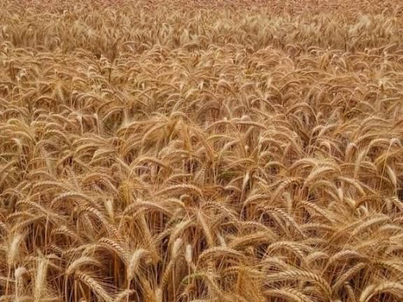 Zboże ozime Pszenżyto Pszenica Owies Bingo!