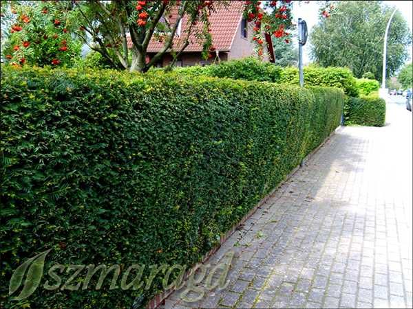 Cis Pośredni ‘Hicksii’ 30-40cm na żywopłoty