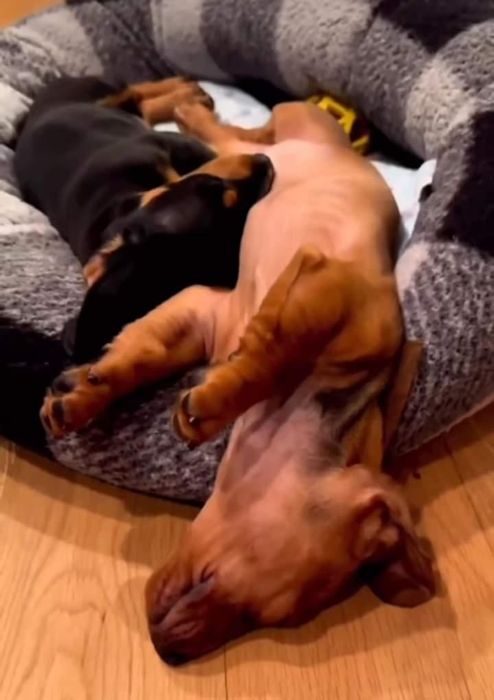 Малюки із ветпаспортом