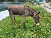 Burro anão para venda ou troca