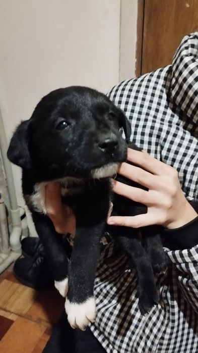 У добрі руки цуценята